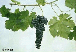 Shiraz grapes