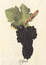 Syrah grapes